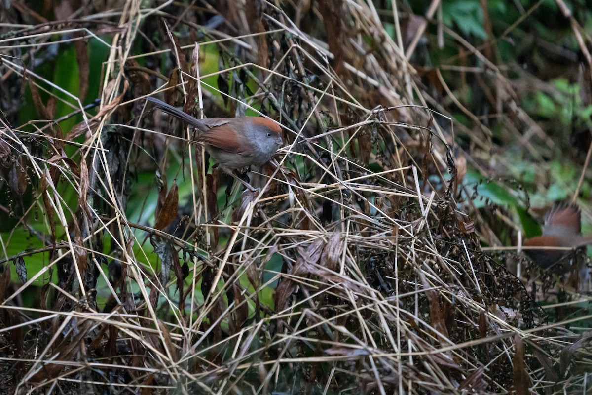 Ashy-throated Parrotbill - ML420341921