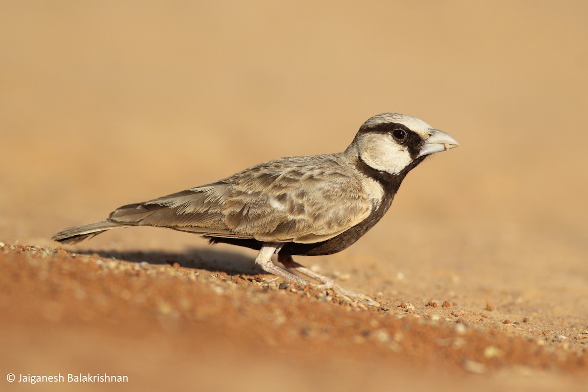 Ashy-crowned Sparrow-Lark - ML420342671