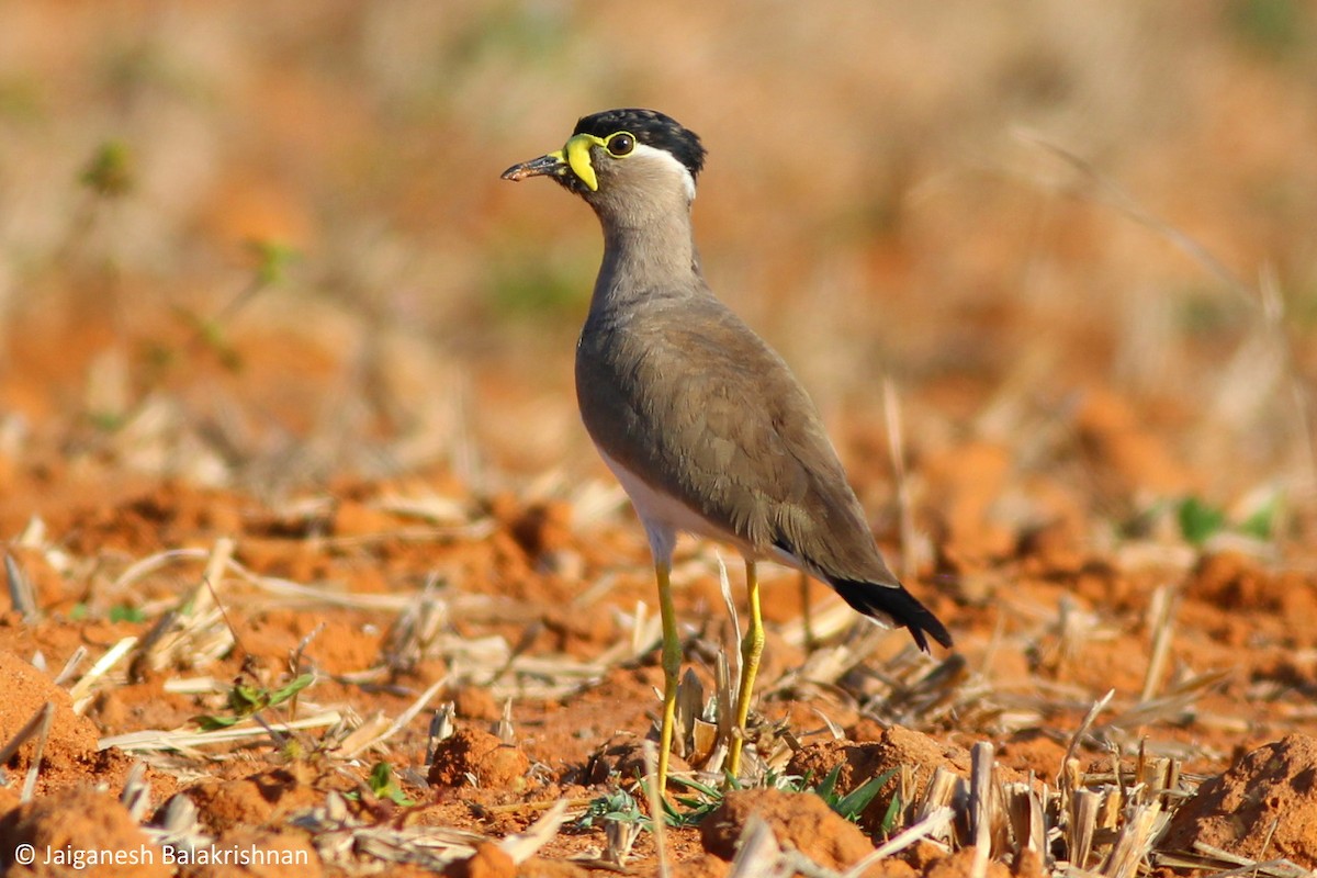 Yellow-wattled Lapwing - ML420342721