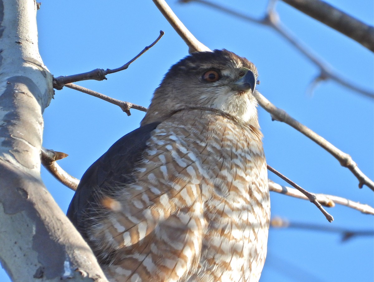Cooper's Hawk - ML420342771