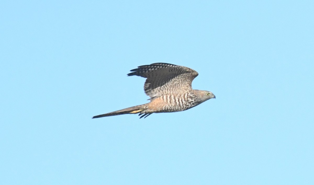 Brown Goshawk - ML420343231