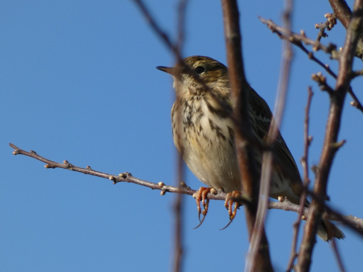 Meadow Pipit - ML420343911