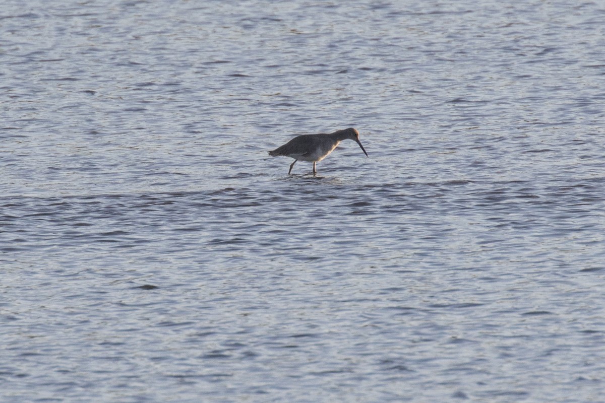 Willet - Anthony Gliozzo