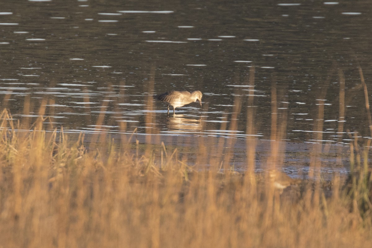 Willet - Anthony Gliozzo