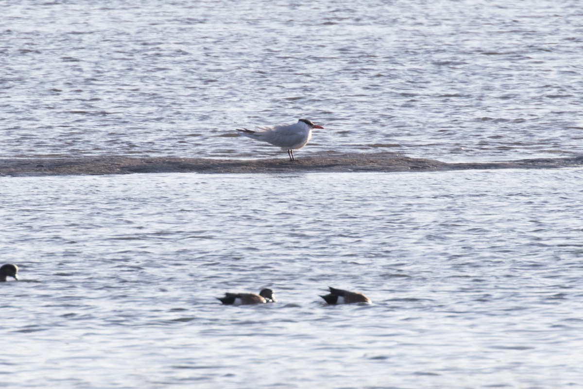 Caspian Tern - ML420344521