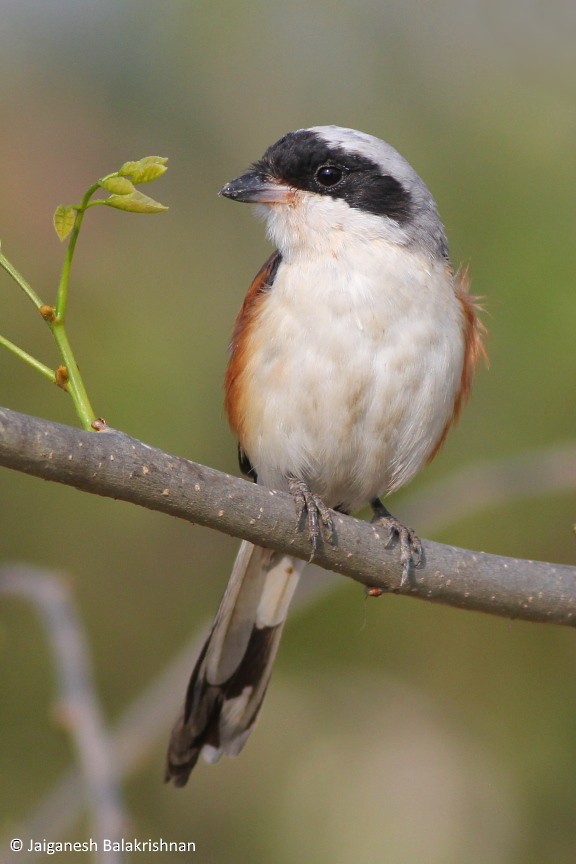Bay-backed Shrike - ML420345731
