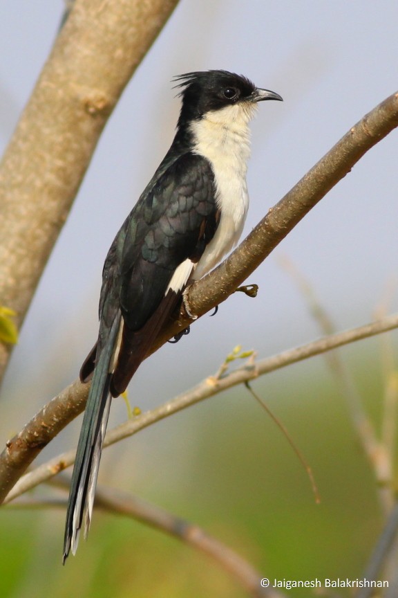 Pied Cuckoo - ML420345851