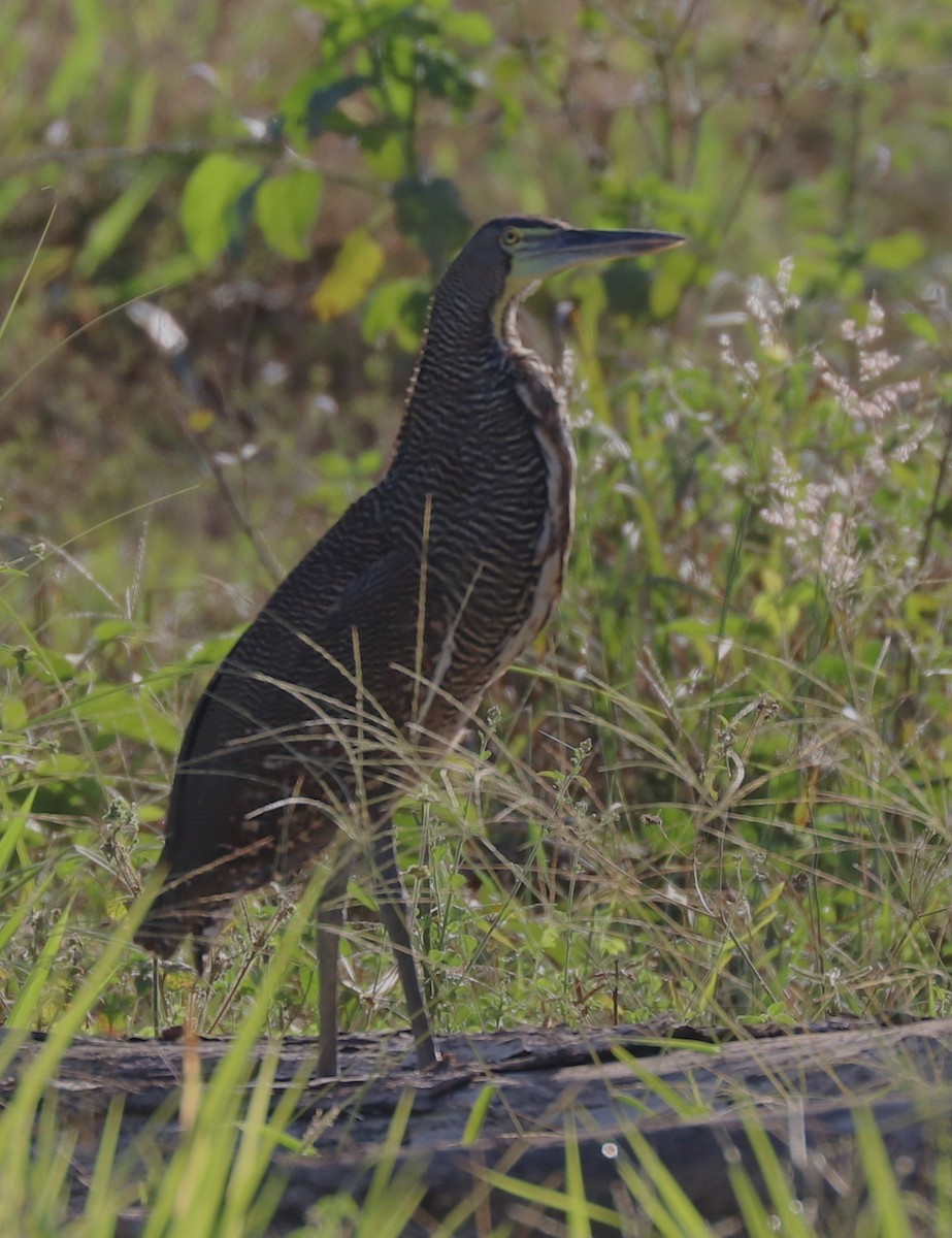 Bare-throated Tiger-Heron - ML420346161