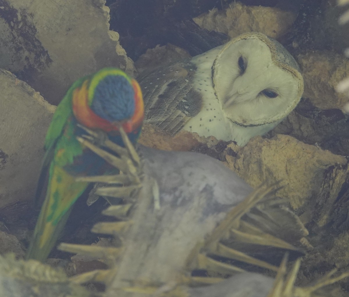 Barn Owl (Eastern) - ML420346201