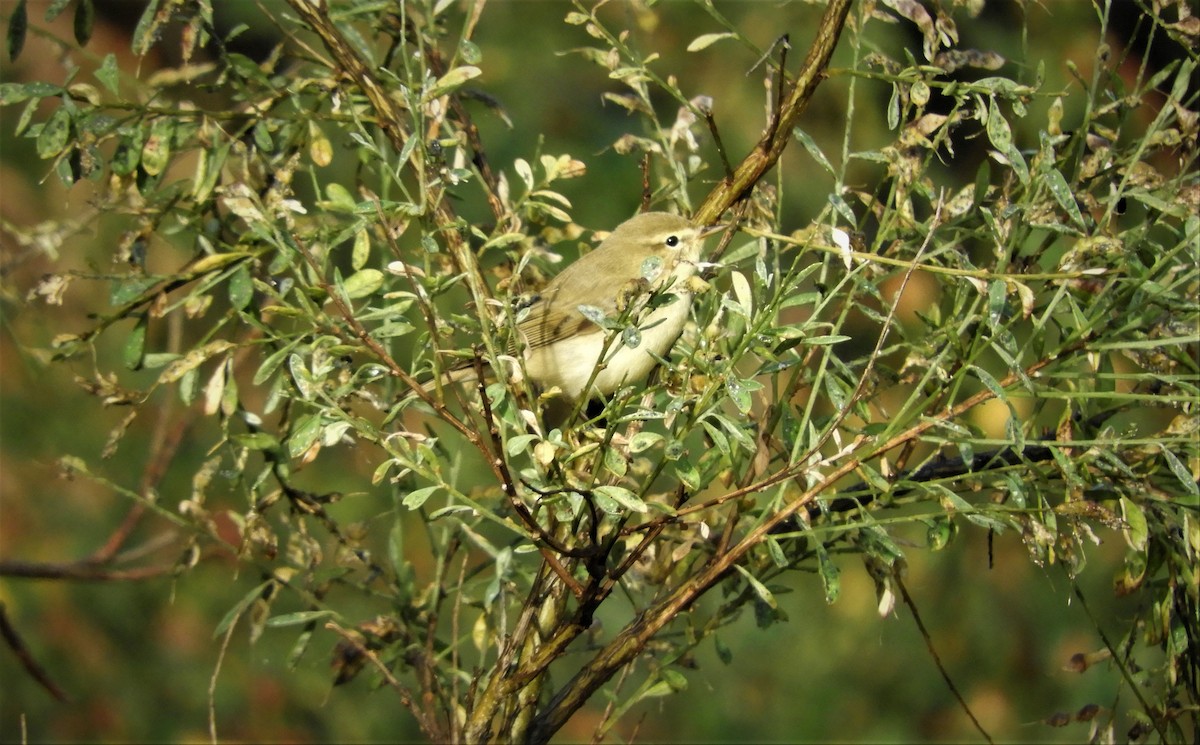 Iberian Chiffchaff - ML420348171