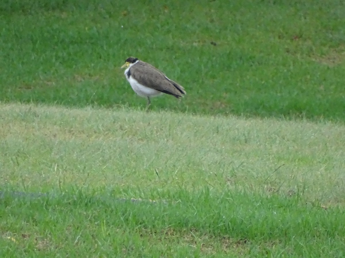 Masked Lapwing - G. Thomas Doerig