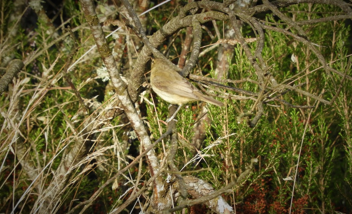 Iberian Chiffchaff - Pablo Pozo 🦅