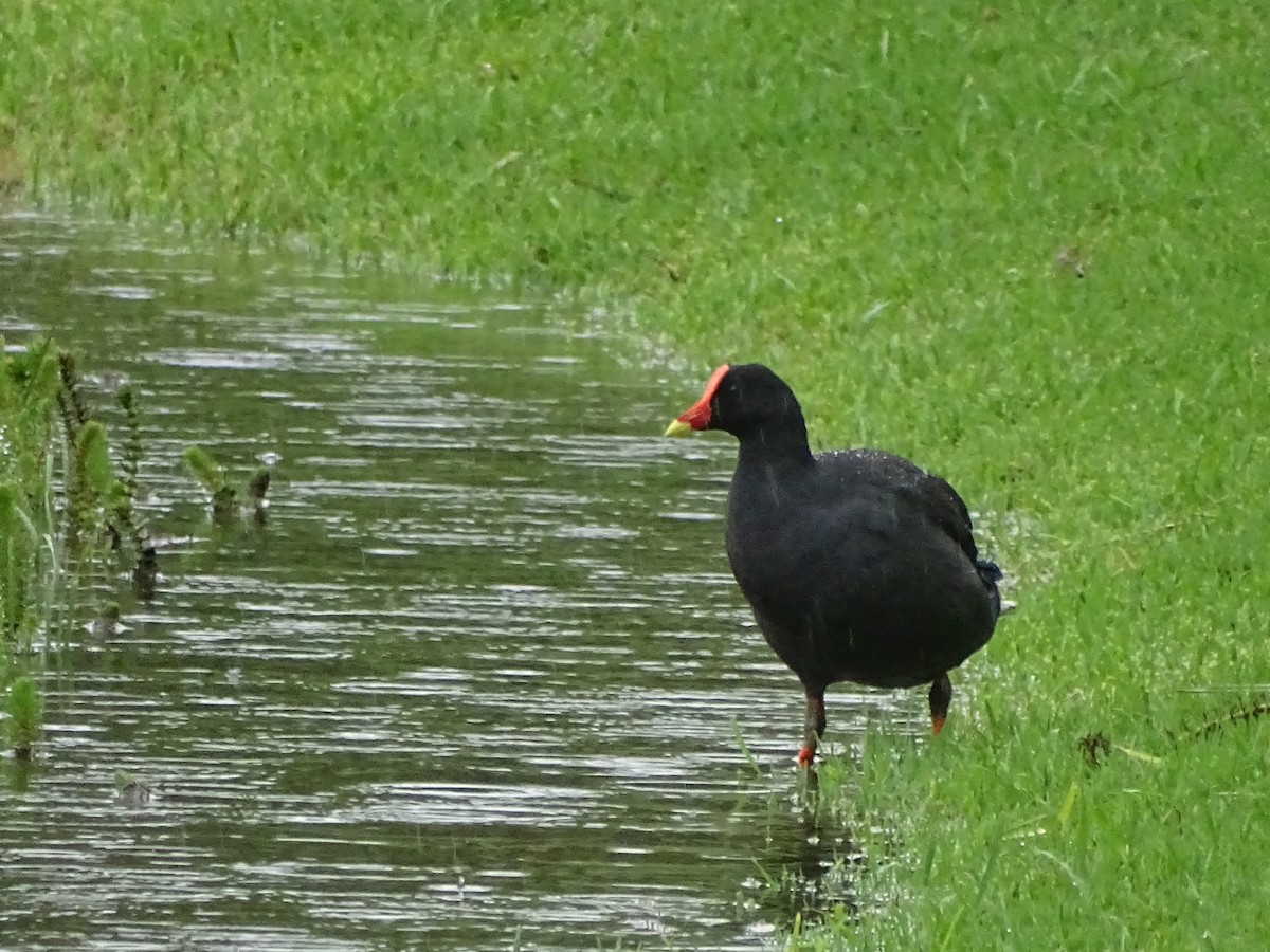 Dusky Moorhen - G. Thomas Doerig