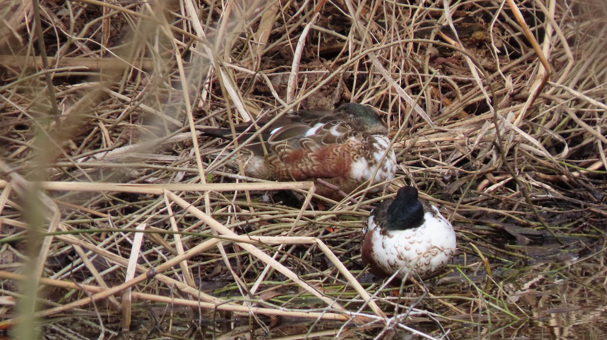 Northern Shoveler - ML420349301