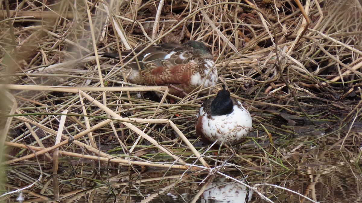 Northern Shoveler - ML420349311