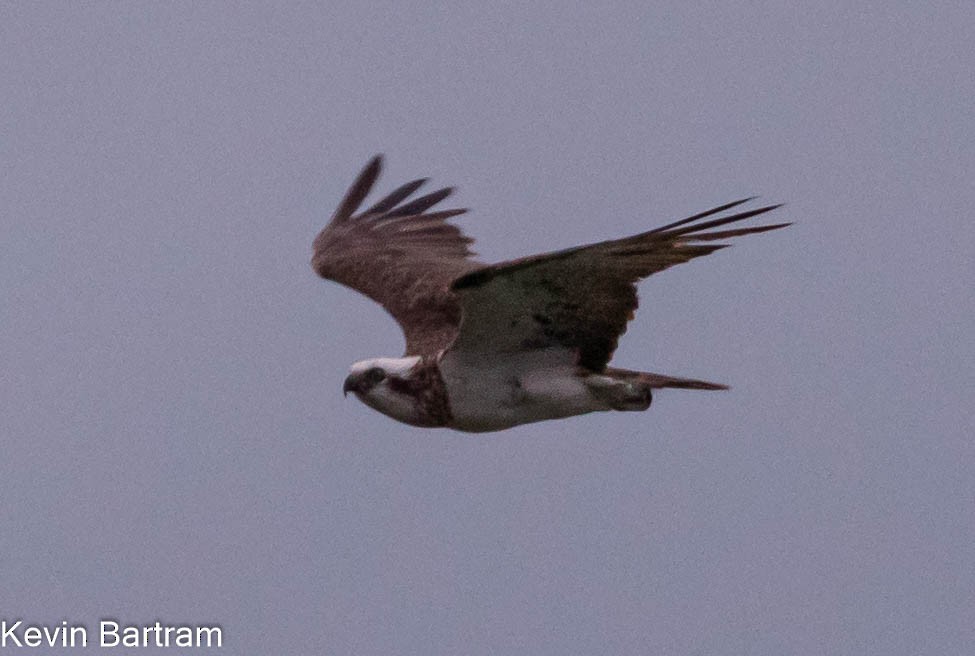 Osprey (Australasian) - ML420349941