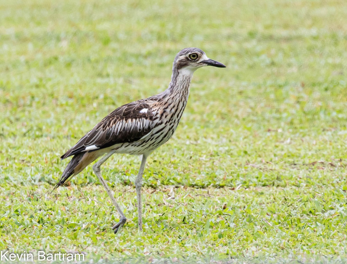 Bush Thick-knee - ML420350351