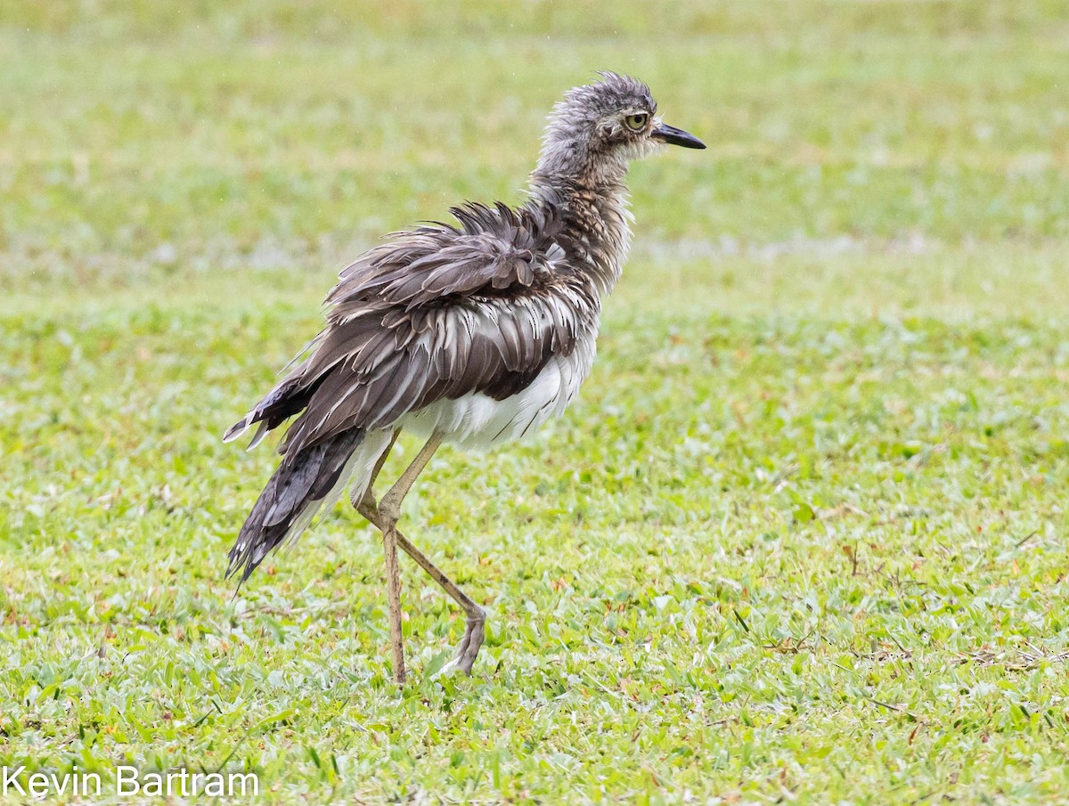 Bush Thick-knee - Kevin Bartram