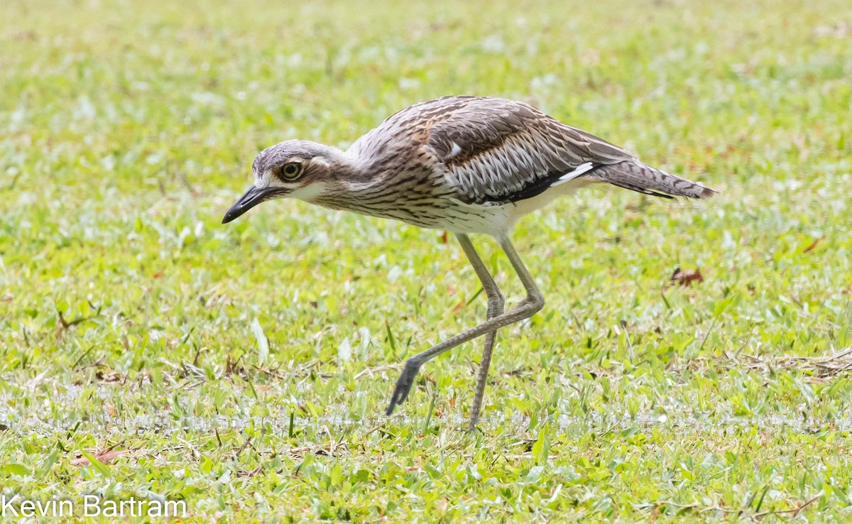 Bush Thick-knee - ML420350391