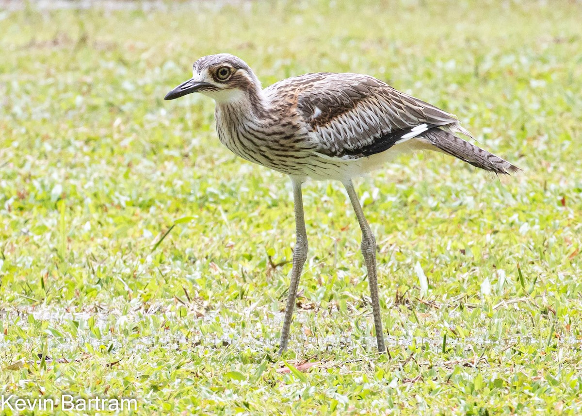 Bush Thick-knee - ML420350411