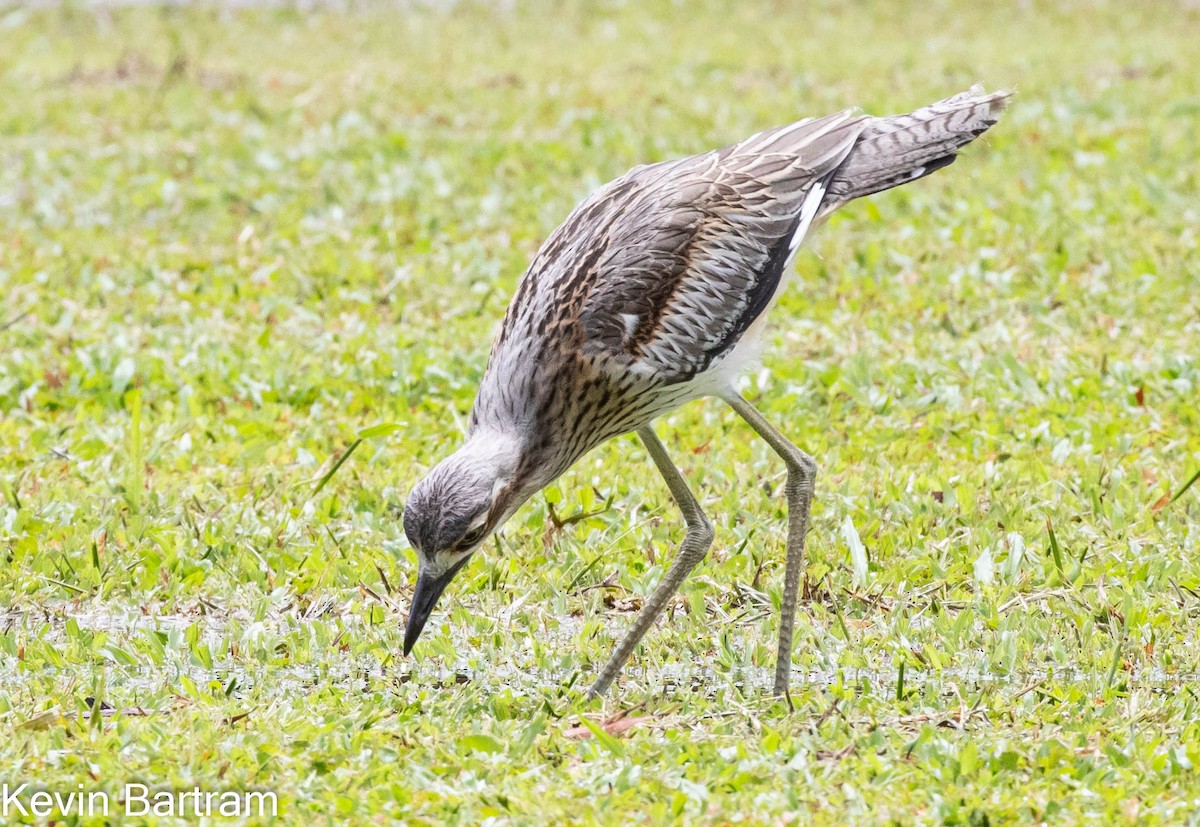 Bush Thick-knee - ML420350421