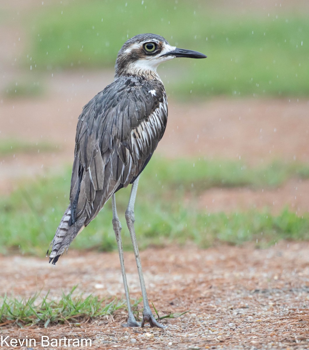 Bush Thick-knee - ML420350431