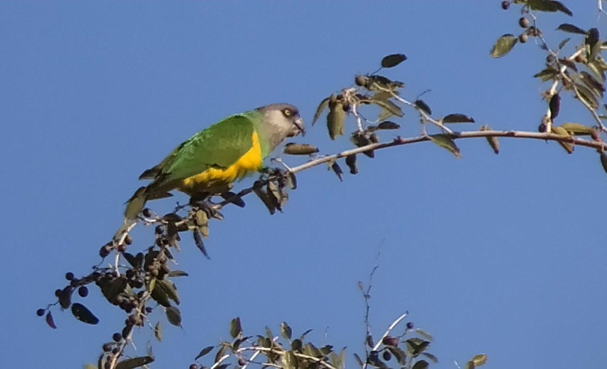 Senegal Parrot - ML420351651