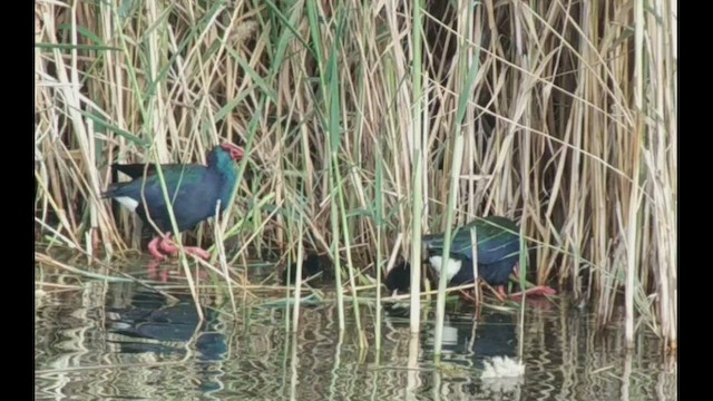 African Swamphen - ML420352141