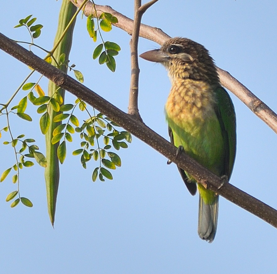 White-cheeked Barbet - ML420352661