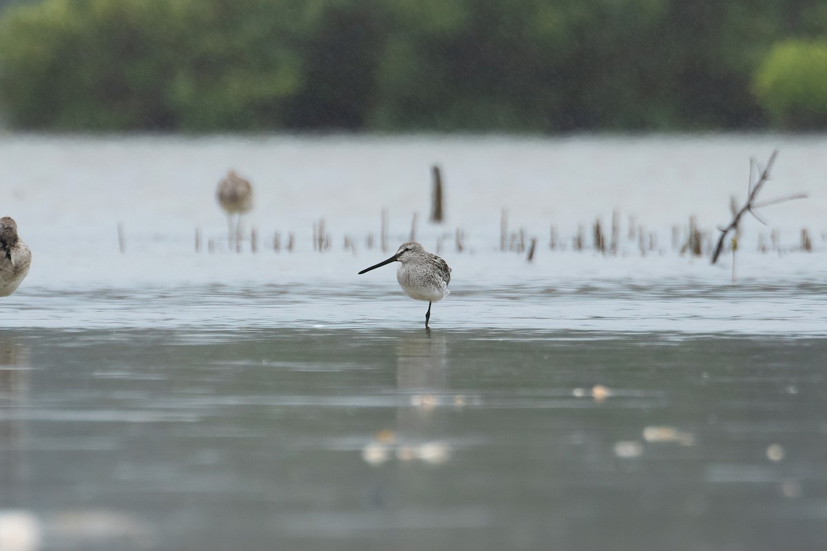 Asian Dowitcher - ML420352741