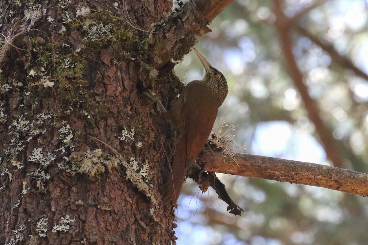 Strong-billed Woodcreeper - ML420354561