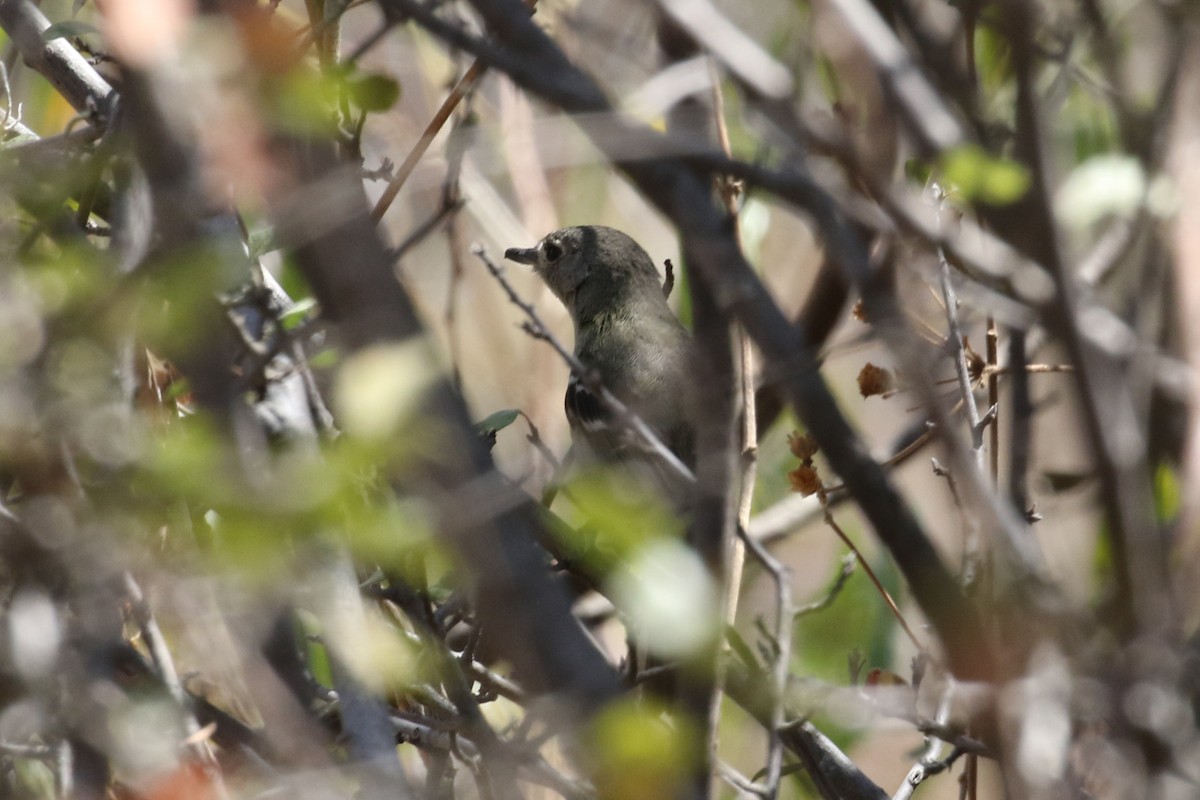 Dwarf Vireo - ML420355321