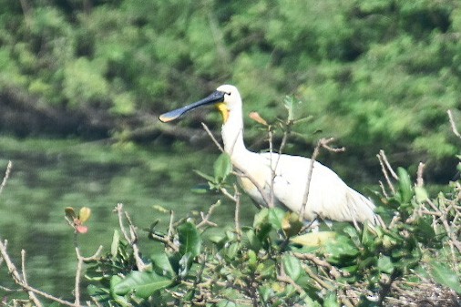 Eurasian Spoonbill - ML420356021