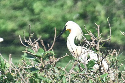 Eurasian Spoonbill - ML420356031