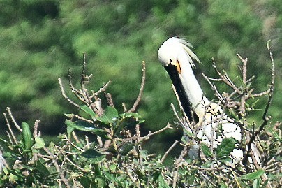 Eurasian Spoonbill - ML420356041