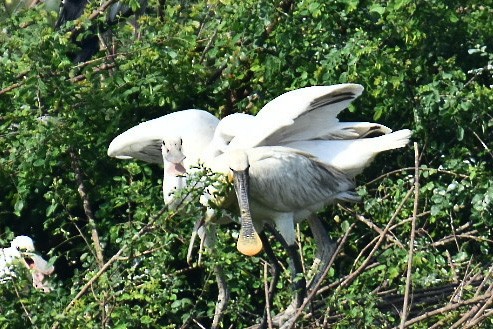 Eurasian Spoonbill - ML420356061