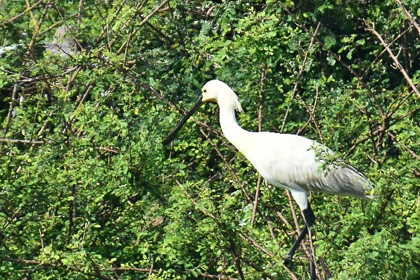 Eurasian Spoonbill - ML420356071