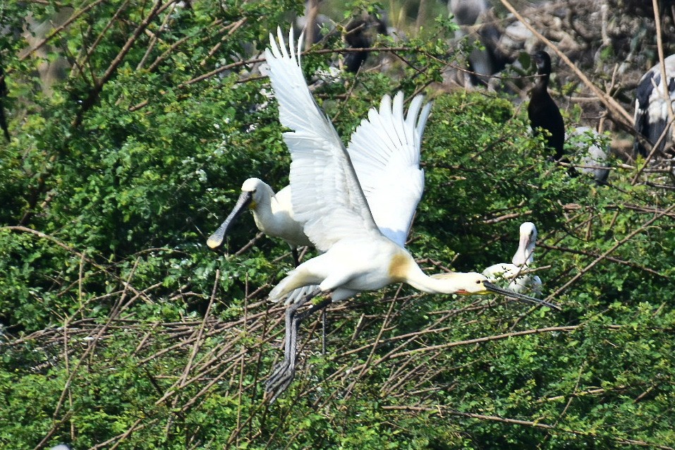 Eurasian Spoonbill - ML420356101