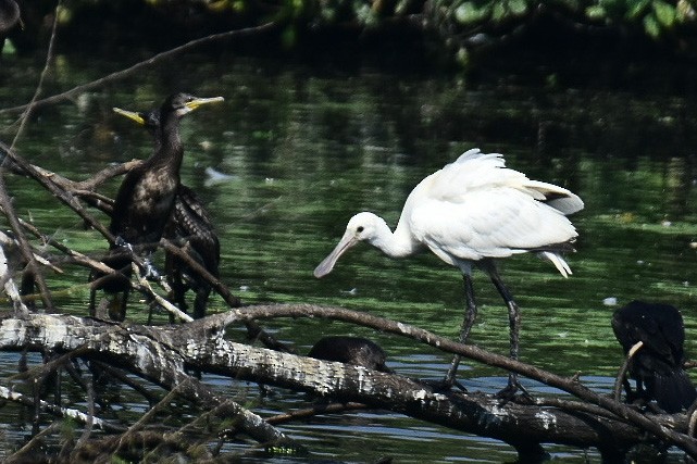 Eurasian Spoonbill - ML420356131