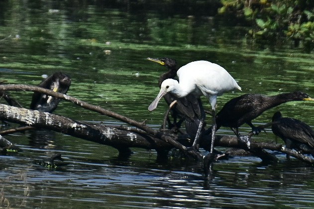 Eurasian Spoonbill - ML420356141