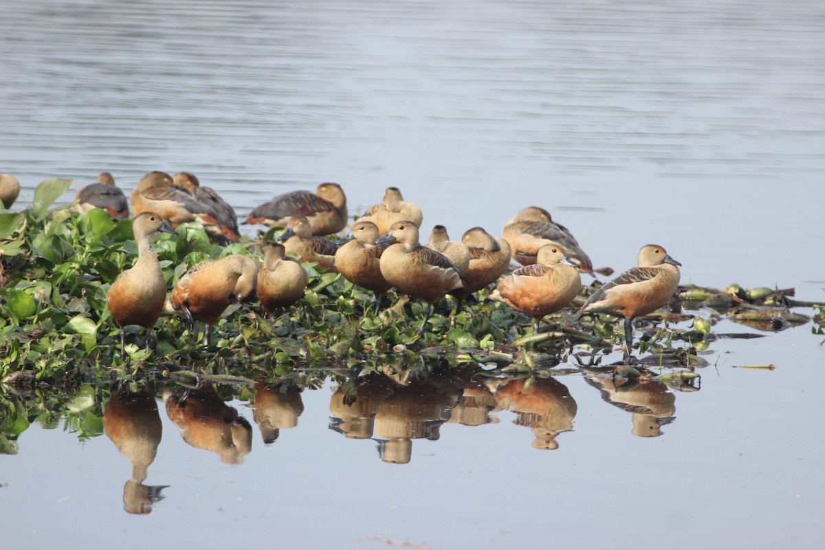 Lesser Whistling-Duck - ML420359601