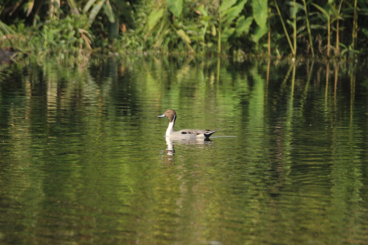 Northern Pintail - Anurag Vishwakarma