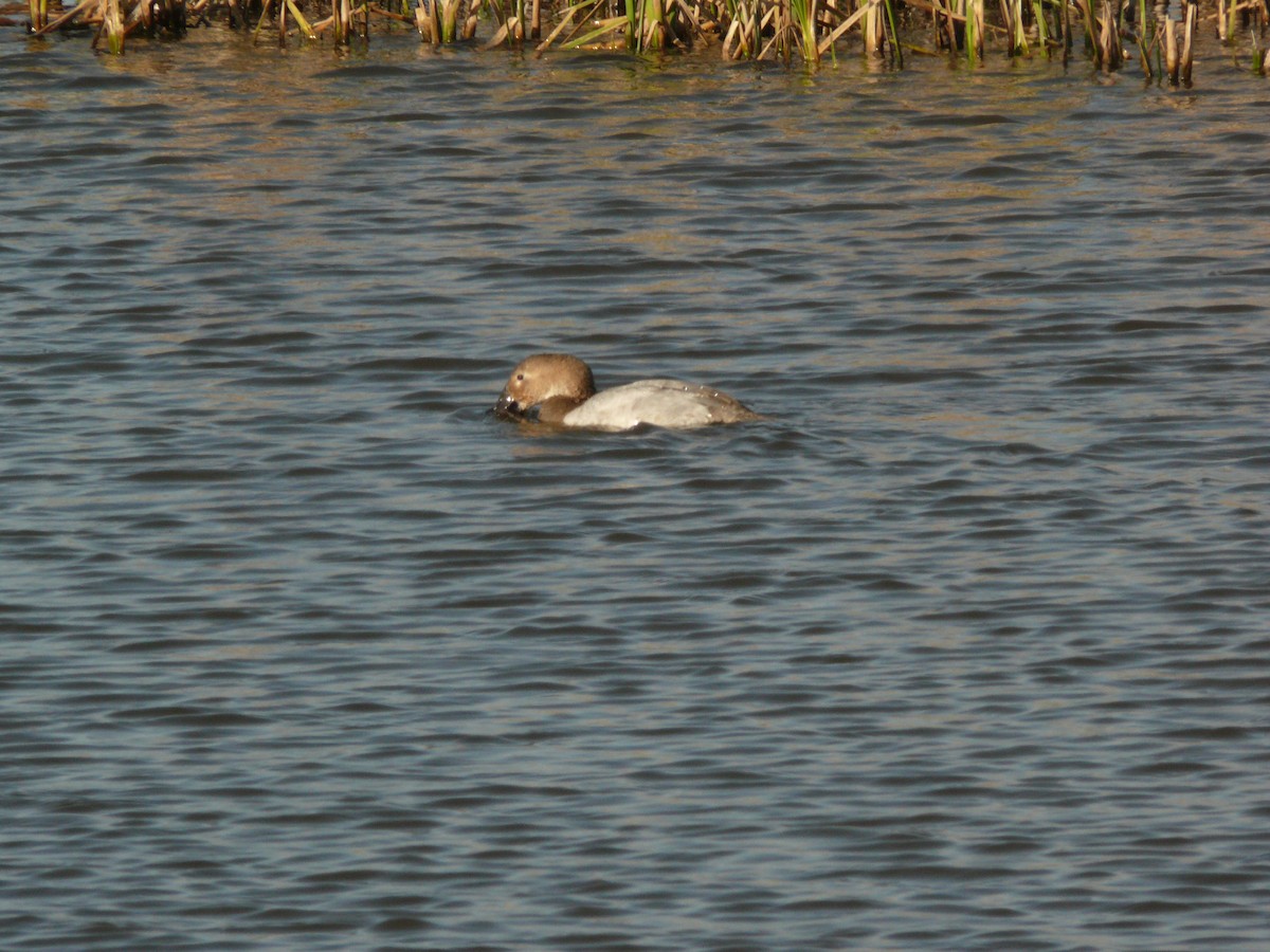 Canvasback - ML420360441