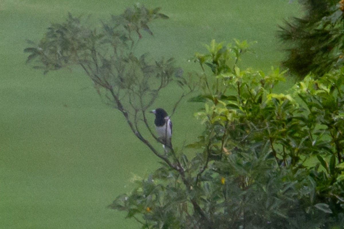 Pied Butcherbird - ML420360741