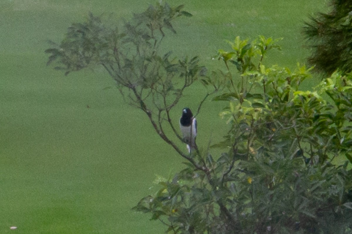 Pied Butcherbird - ML420360751
