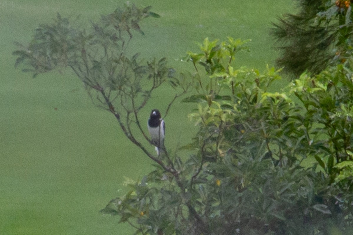 Pied Butcherbird - ML420360781