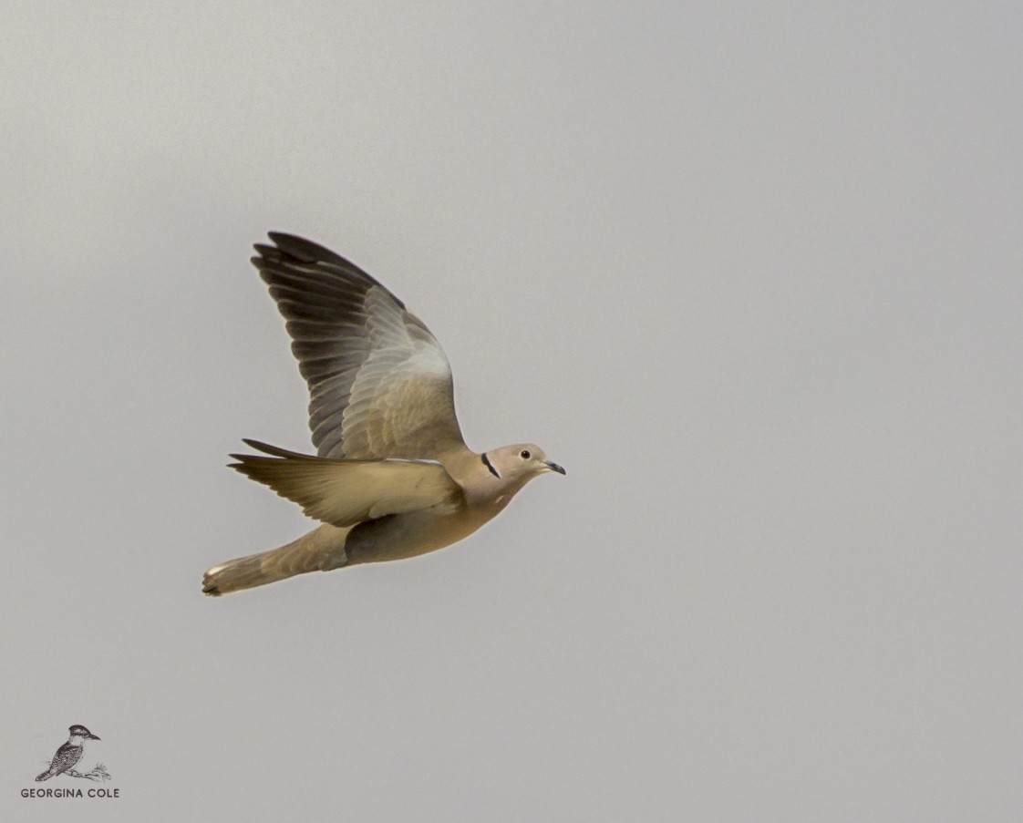 Eurasian Collared-Dove - Georgina Cole