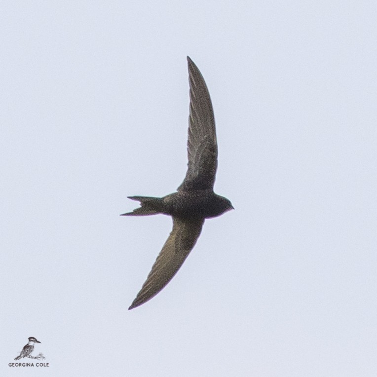 Pallid Swift - ML420363911