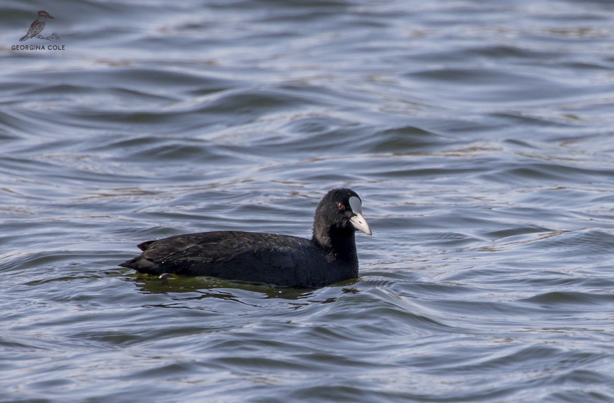 Eurasian Coot - Georgina Cole