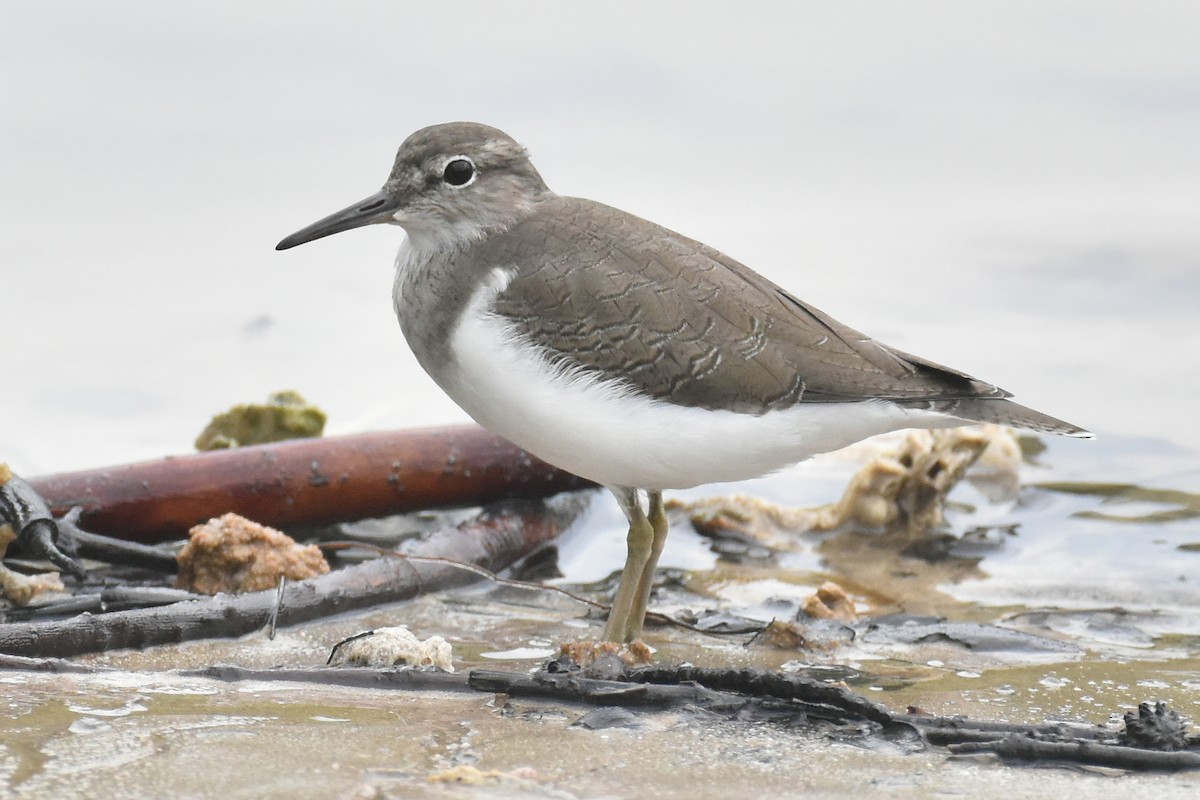 Common Sandpiper - Frank Lin